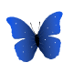 Blue Flying Butterfly Emoticons