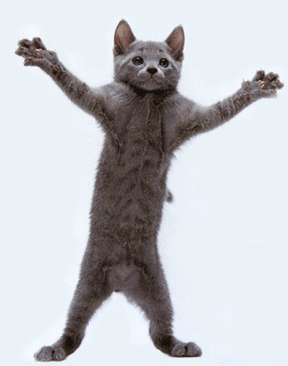 Realistic Dancing Cat Emoticons